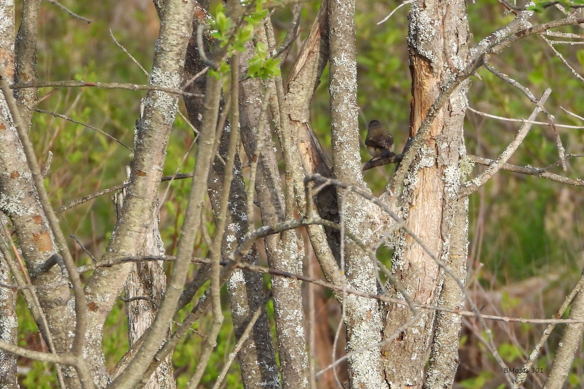 American Redstart - ML644291082