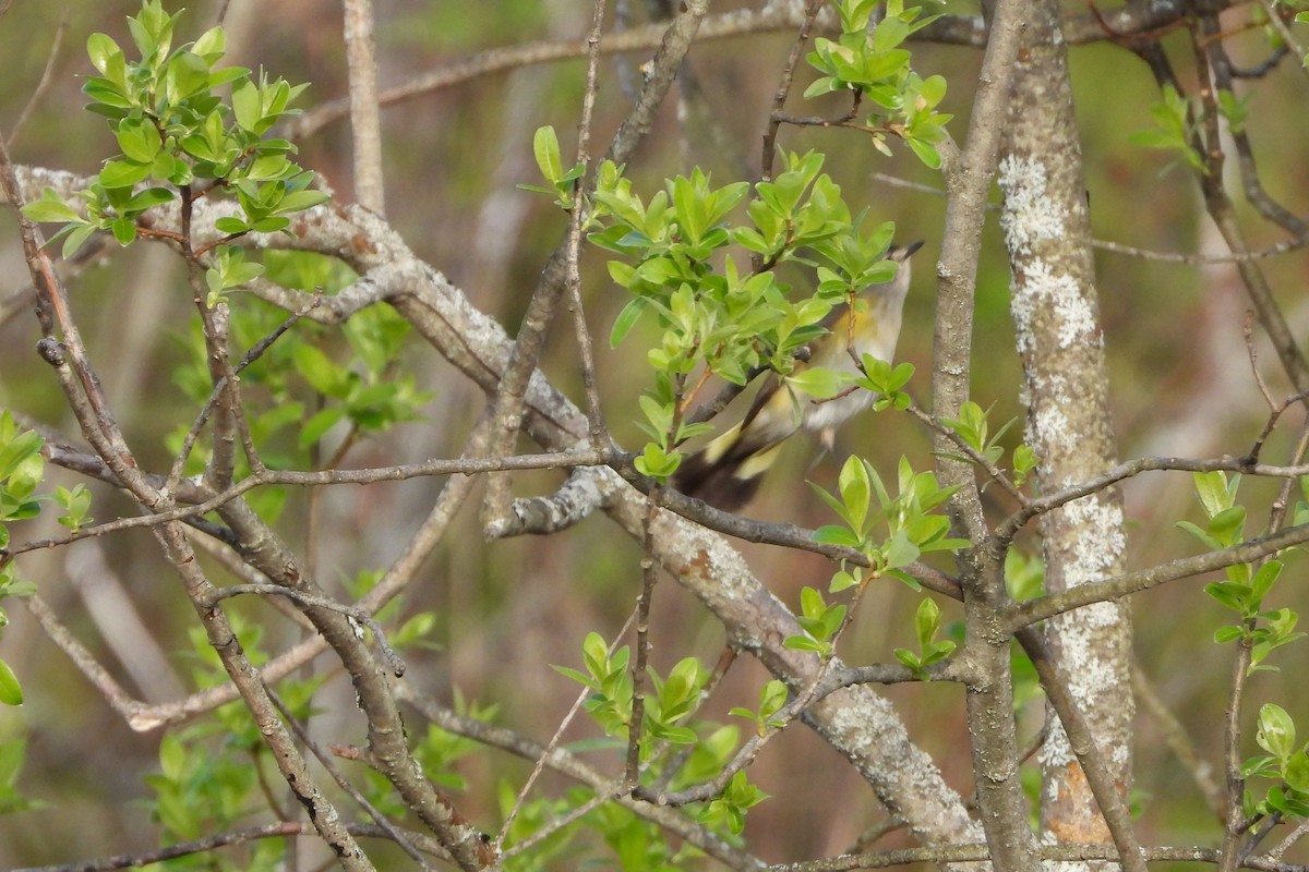 American Redstart - ML644291083