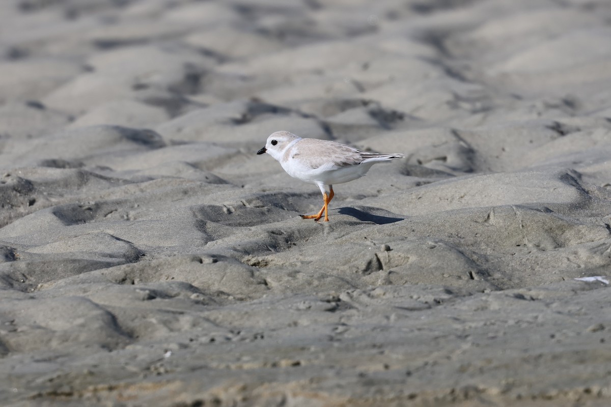 Flötenregenpfeifer - ML644291084