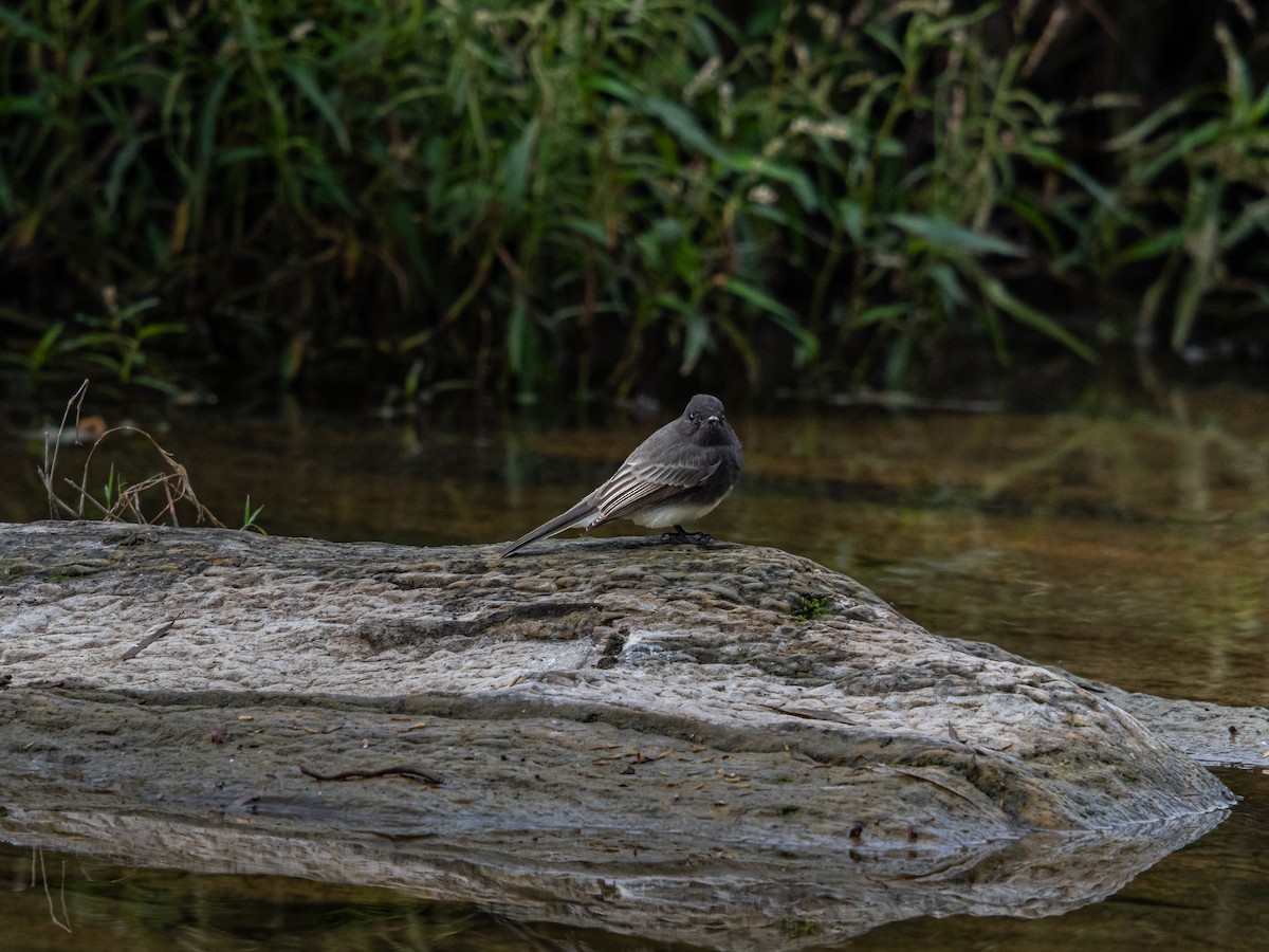 Black Phoebe - ML644291087