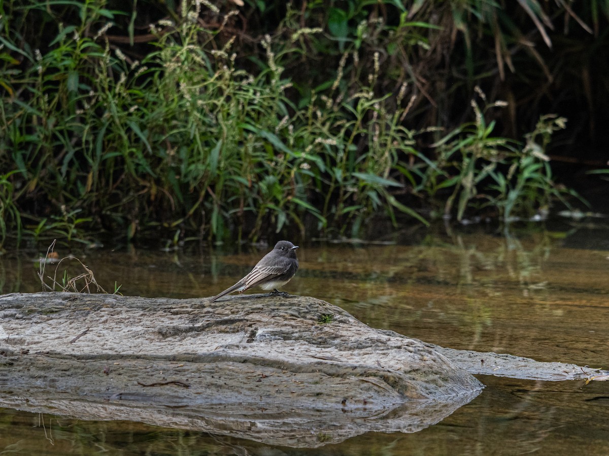 Black Phoebe - ML644291088