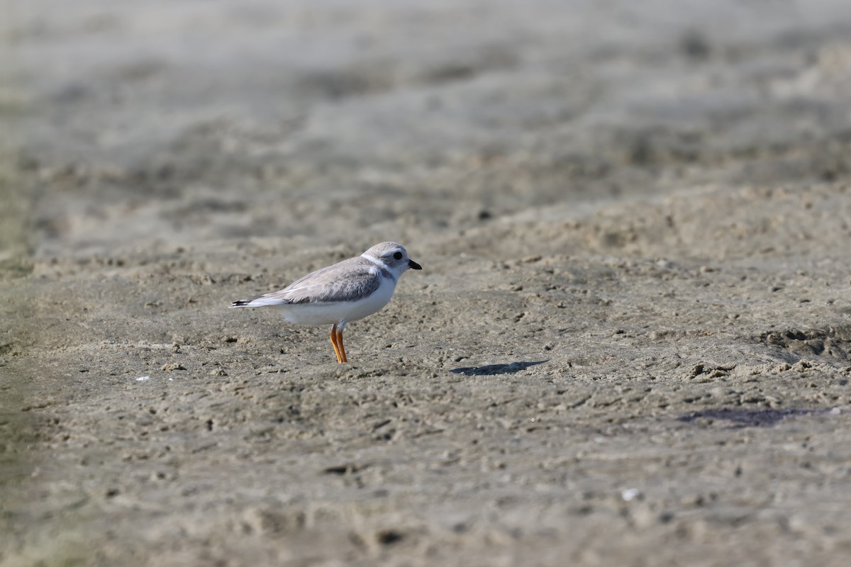 Flötenregenpfeifer - ML644291089