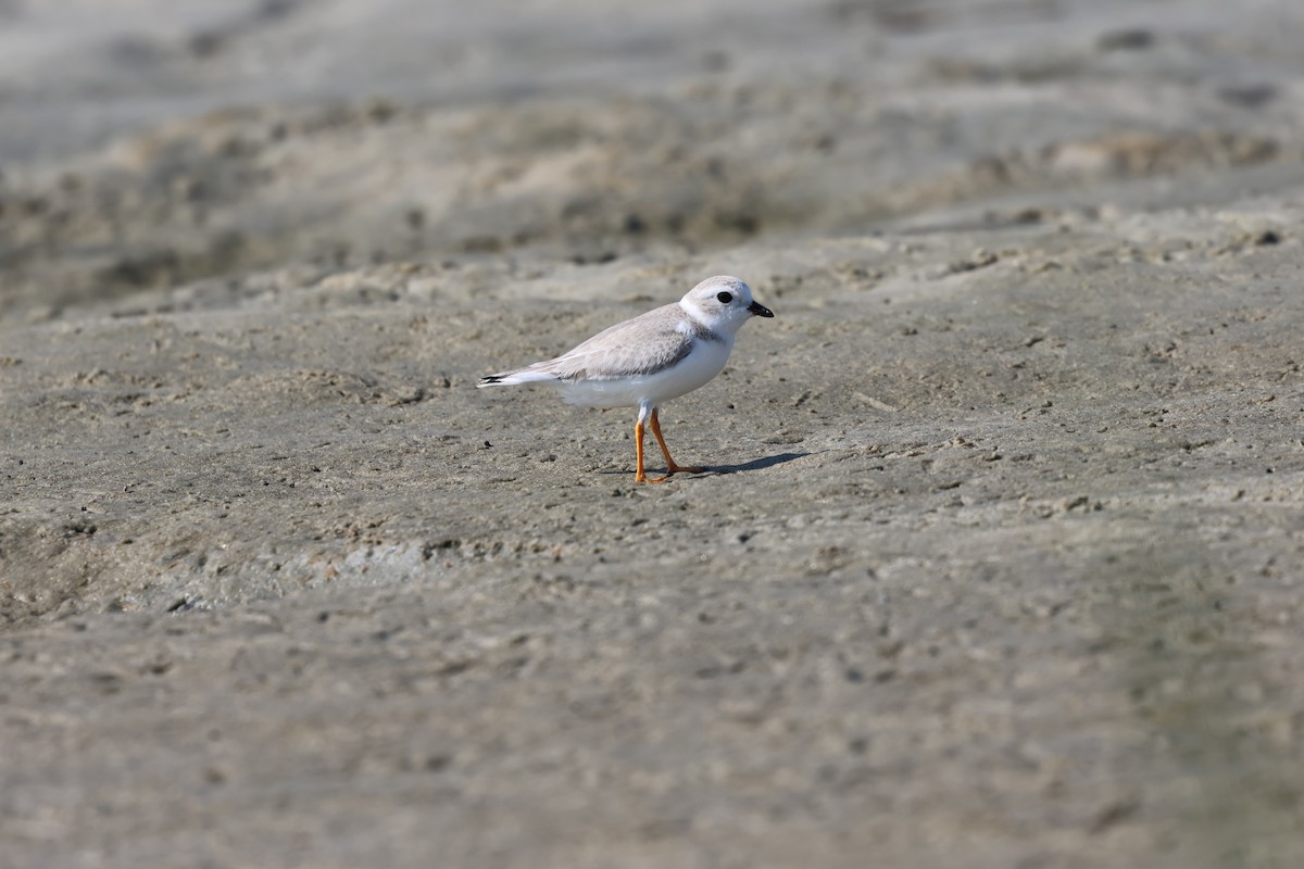 Flötenregenpfeifer - ML644291095