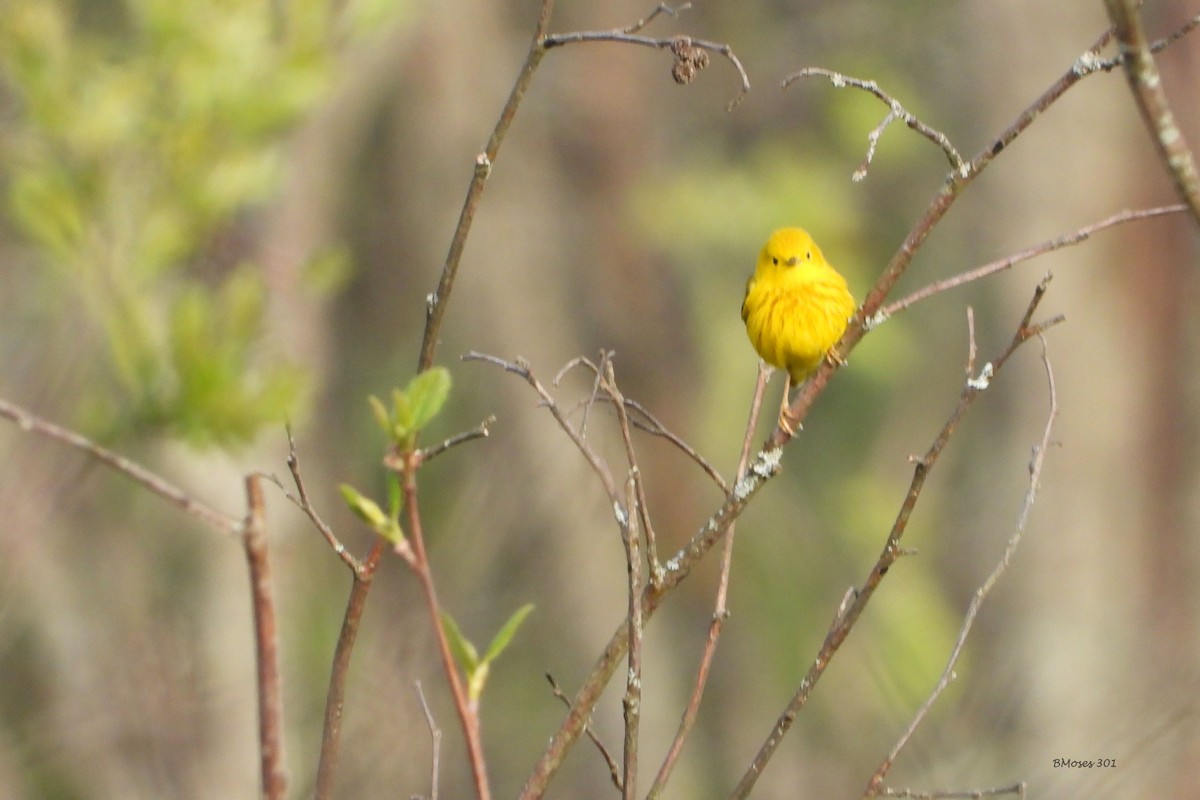 Northern Yellow Warbler - ML644291098