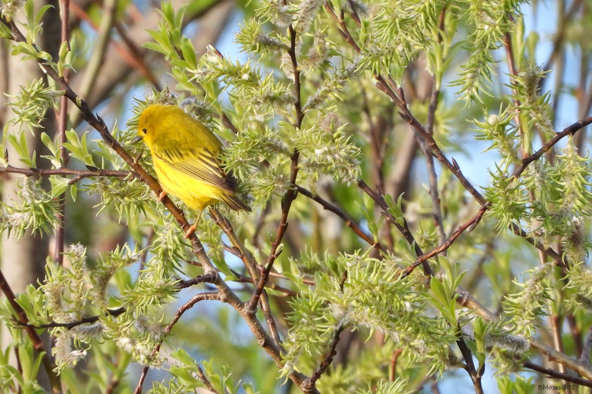Northern Yellow Warbler - ML644291099
