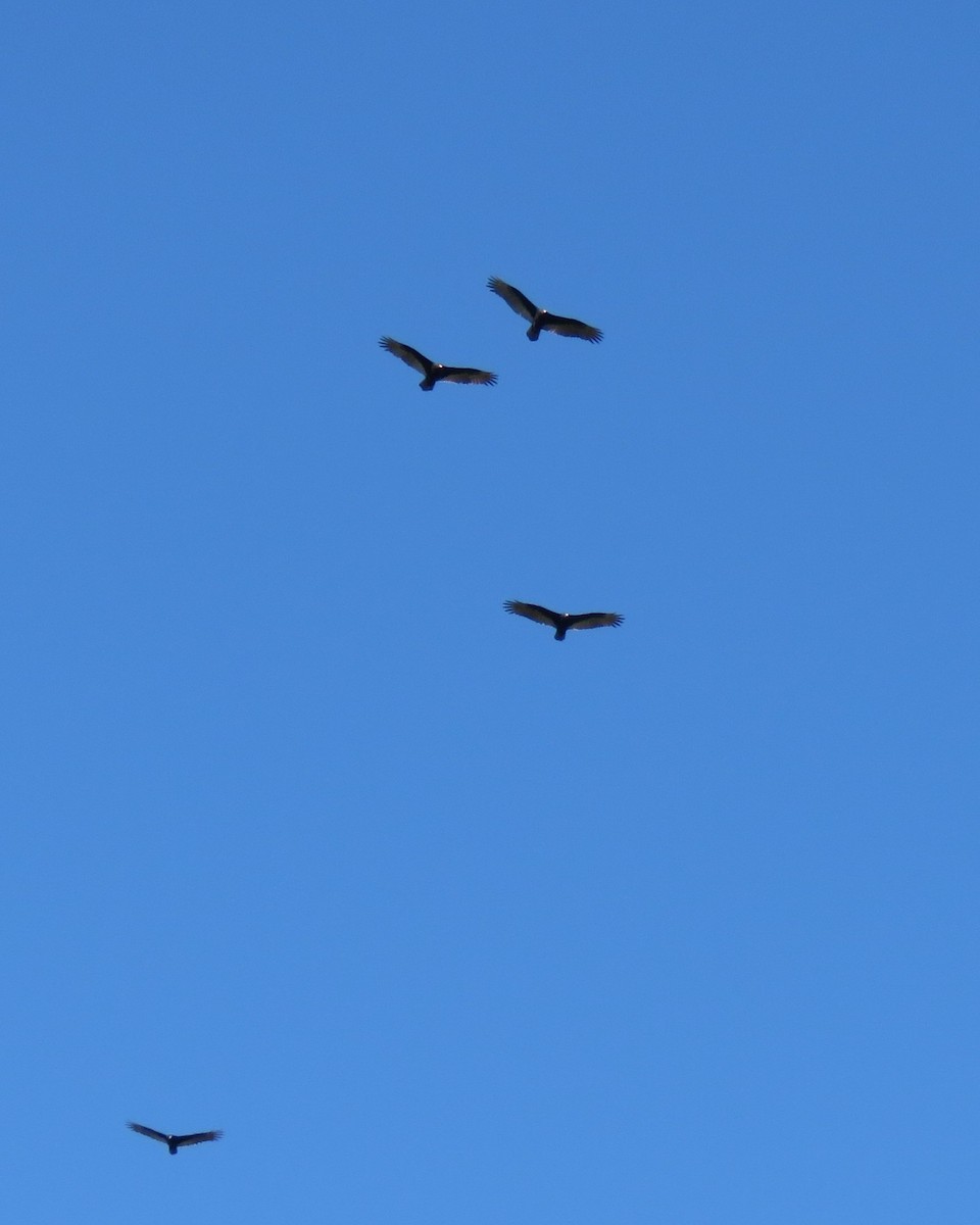 Aura Gallipavo - ML644291100