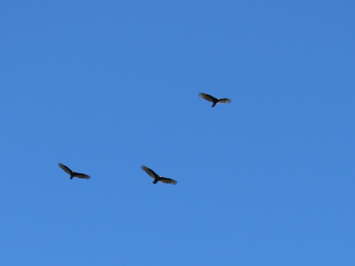 Aura Gallipavo - ML644291101