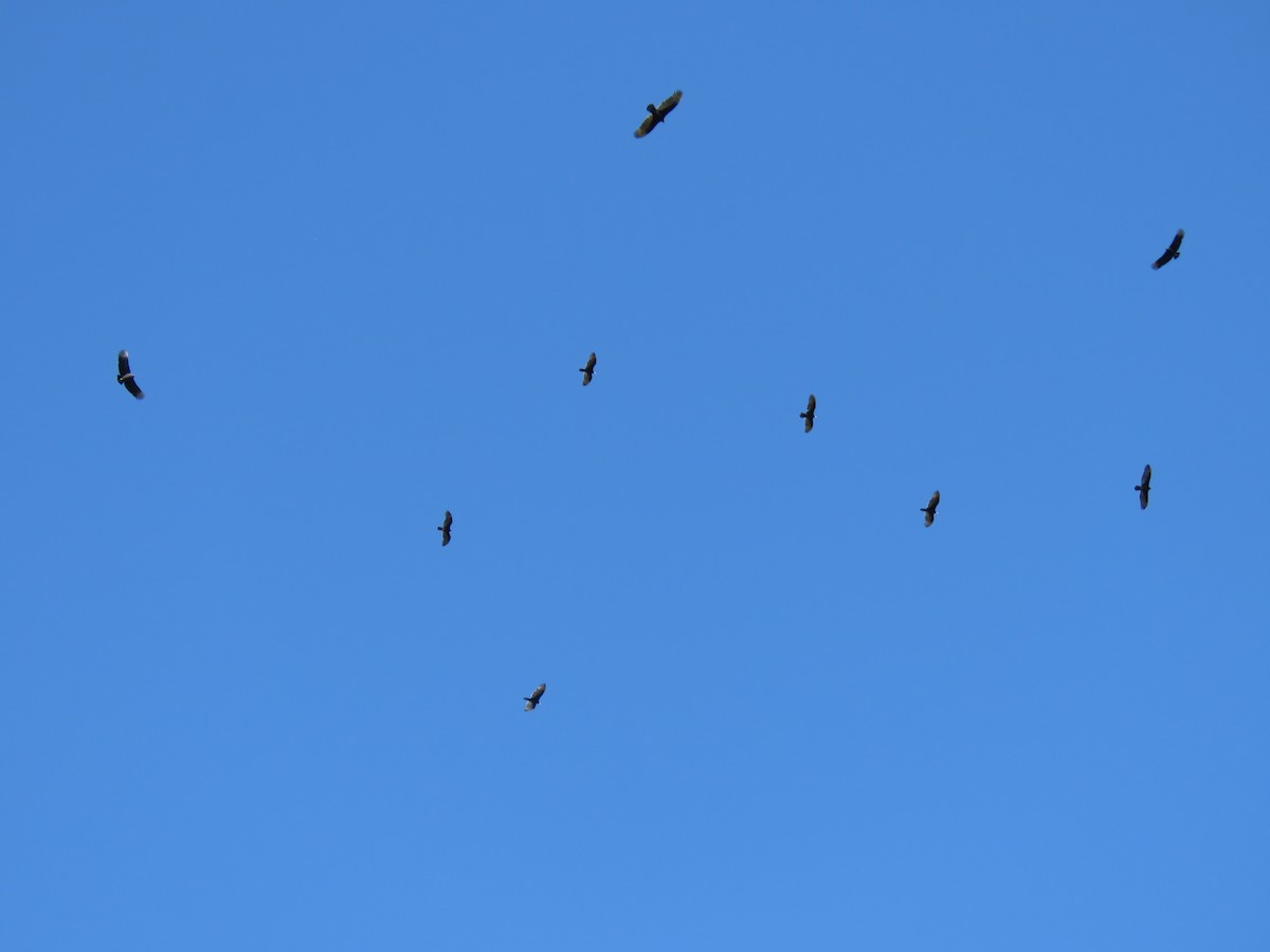 Aura Gallipavo - ML644291102