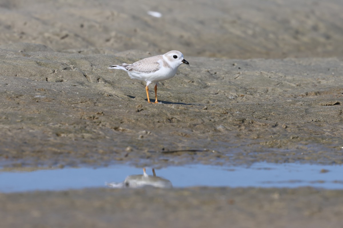 Flötenregenpfeifer - ML644291103