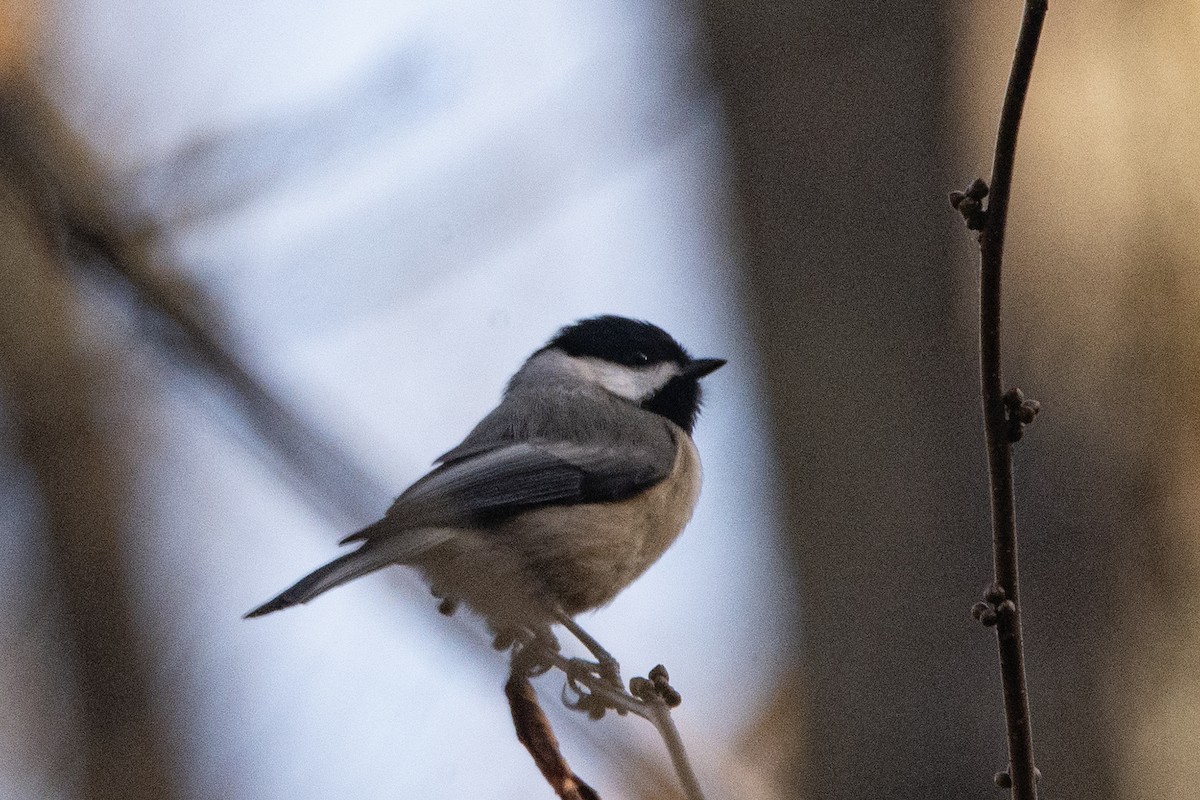 Каролинская гаичка - ML644291118