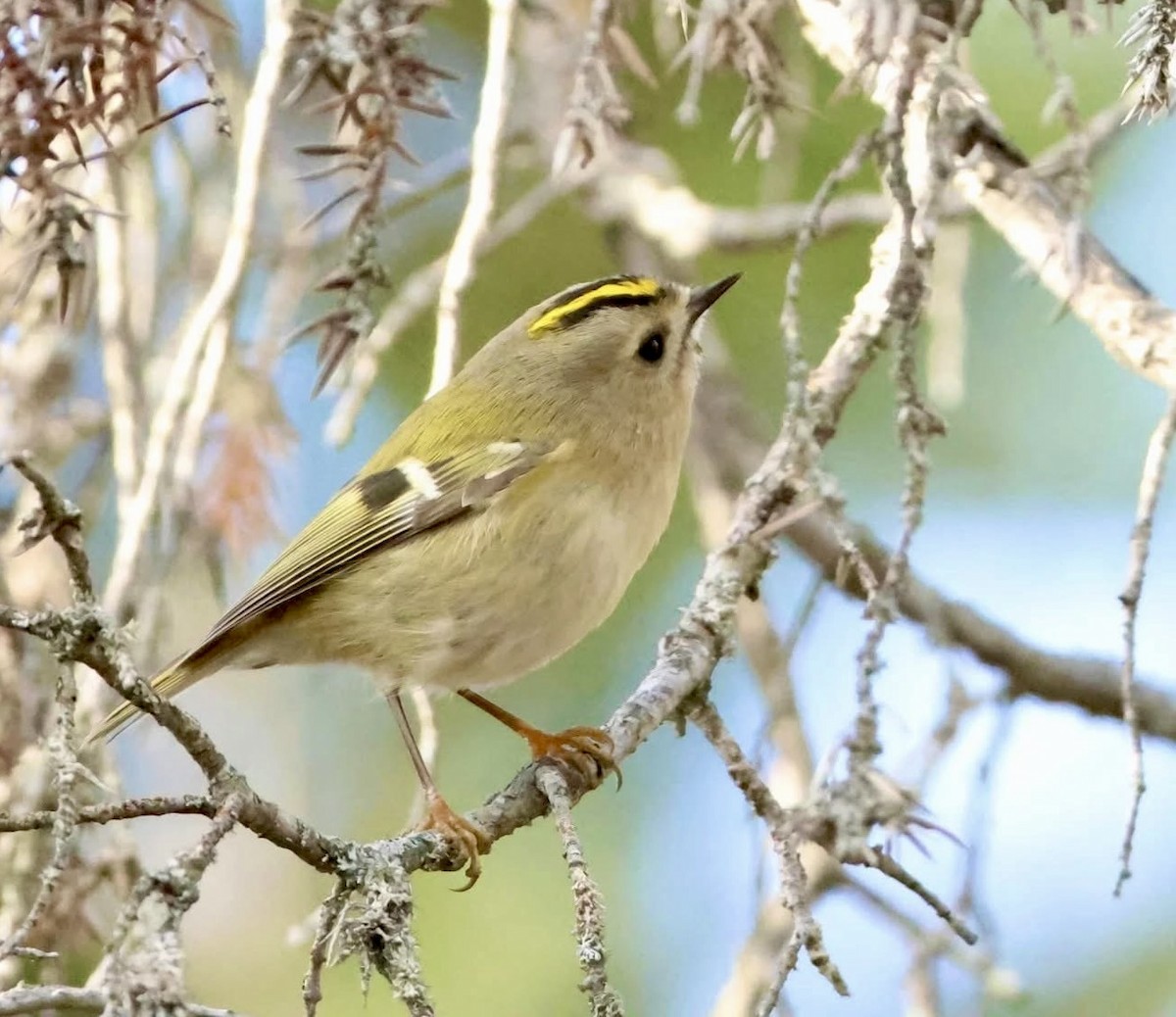 キクイタダキ - ML644291135