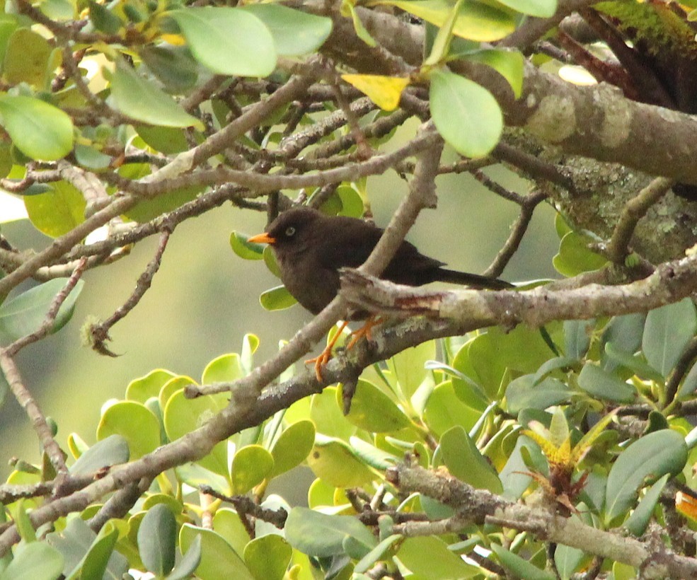 Sooty Thrush - ML644291140