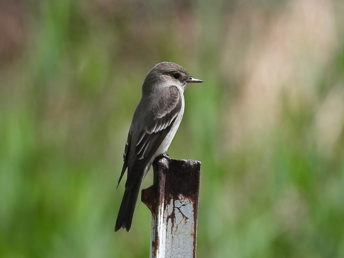 Western Wood-Pewee - ML644291141