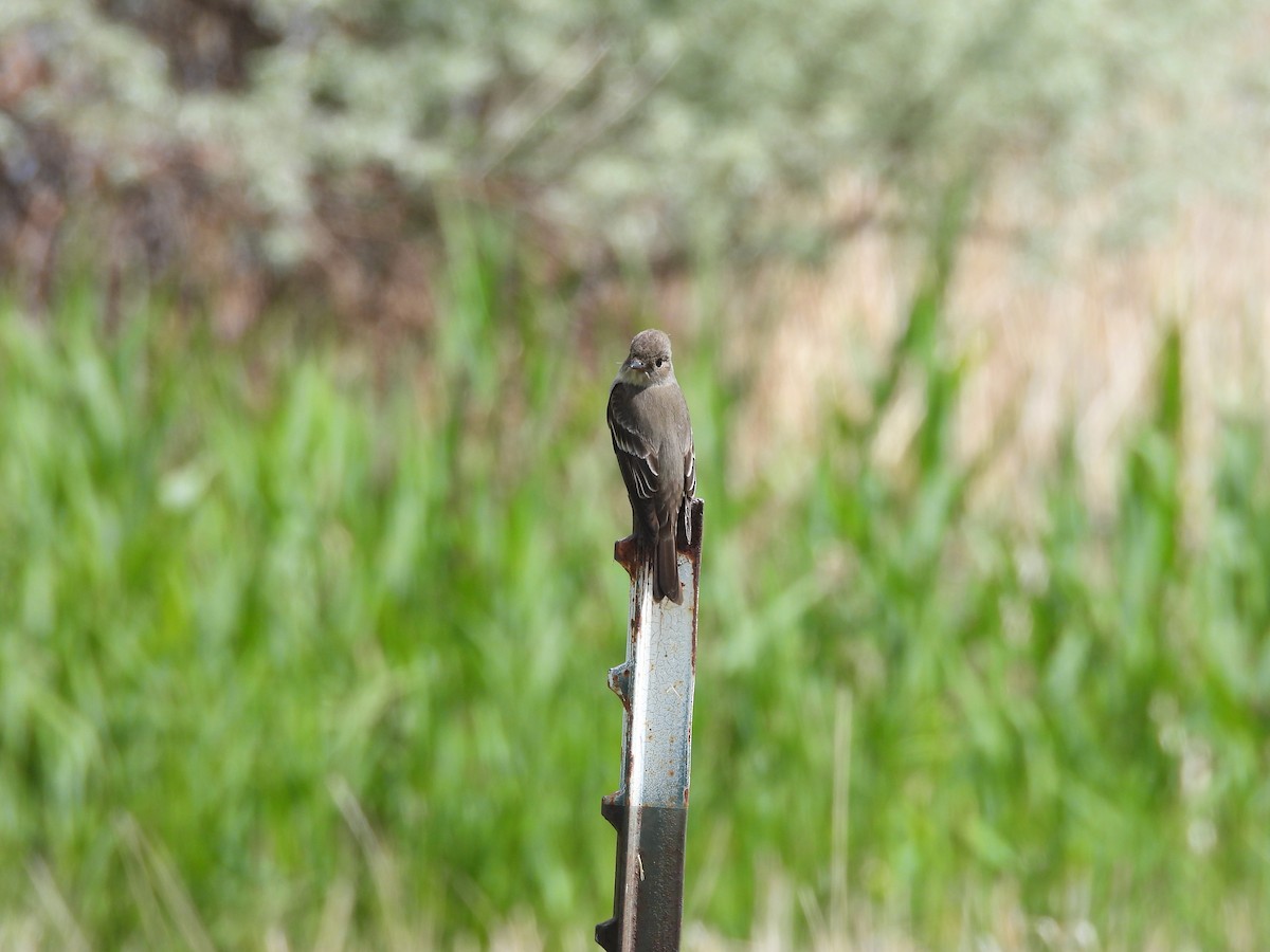 Western Wood-Pewee - ML644291155