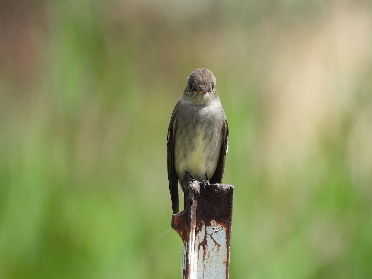 Western Wood-Pewee - ML644291159