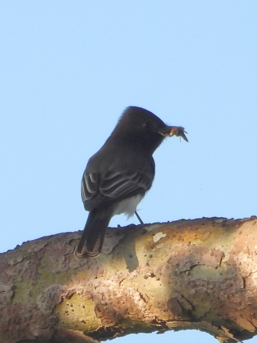 Black Phoebe - ML644291168