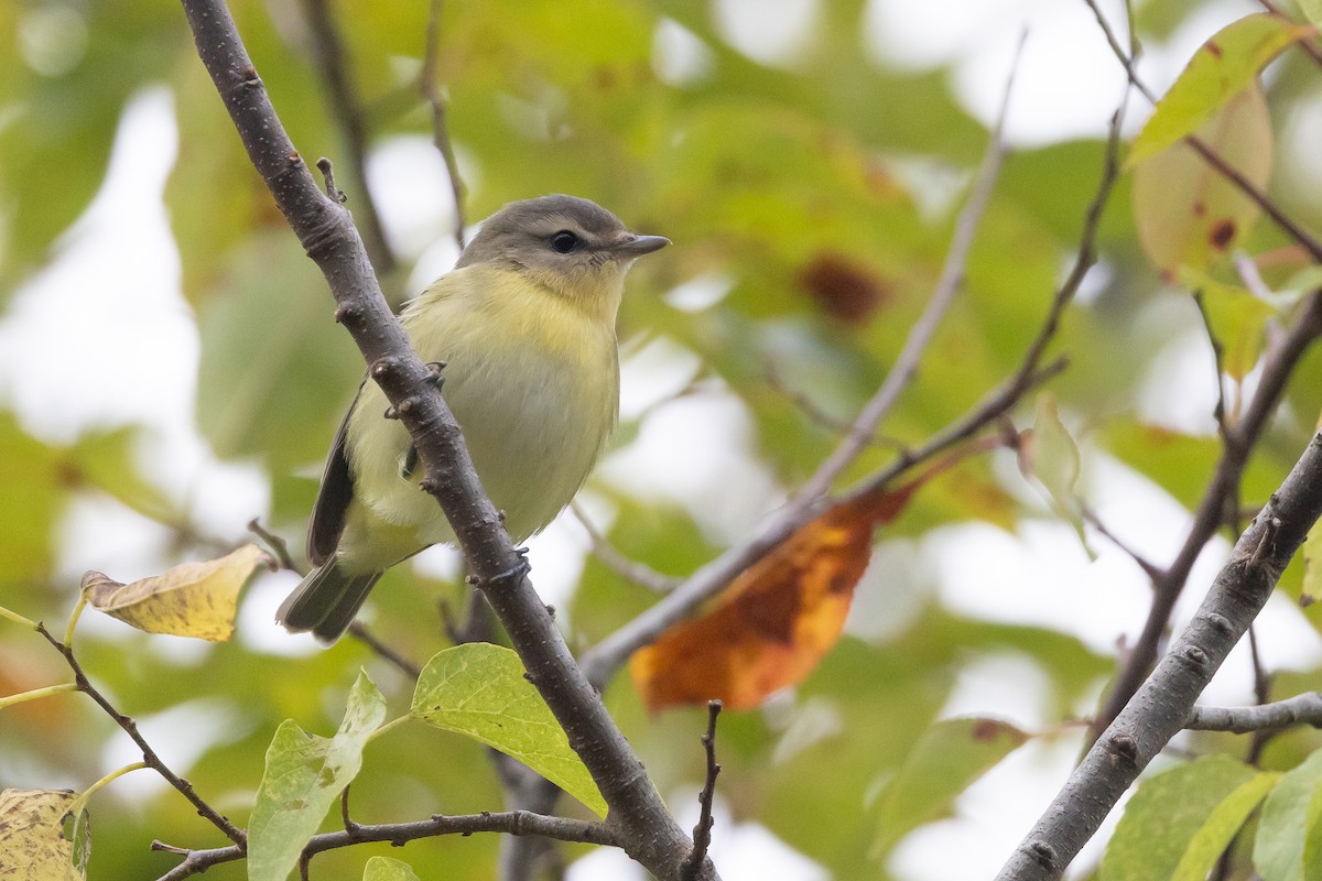 Philadelphia Vireo - ML644291183