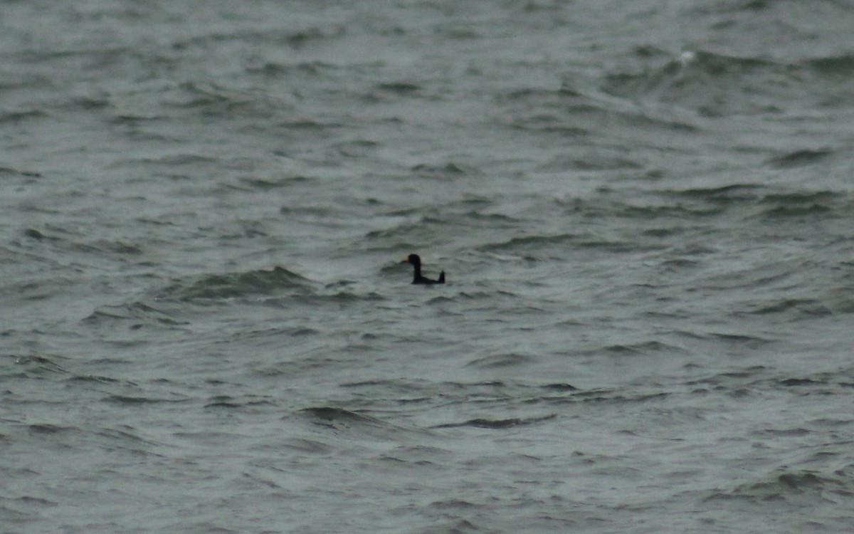 Black Scoter - ML644291187