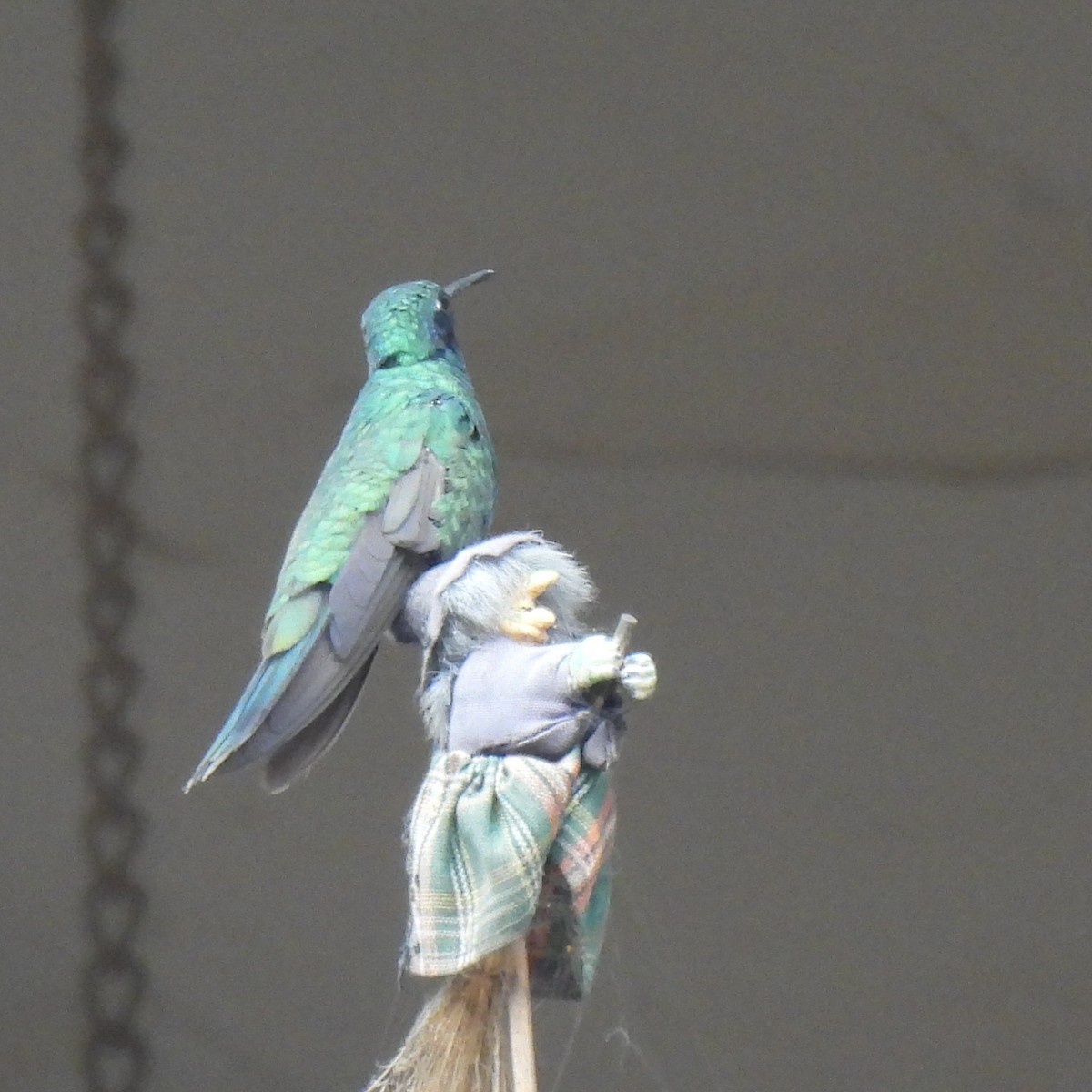 fiolørekolibri - ML644291201