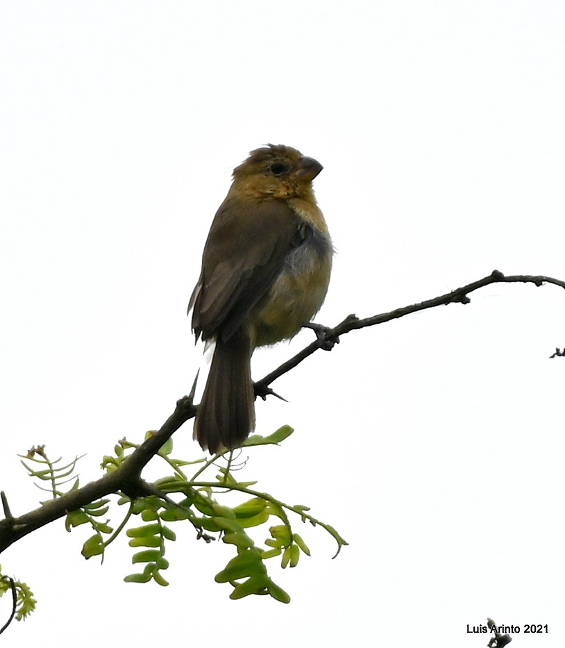 Blue-black Grosbeak - ML644291204