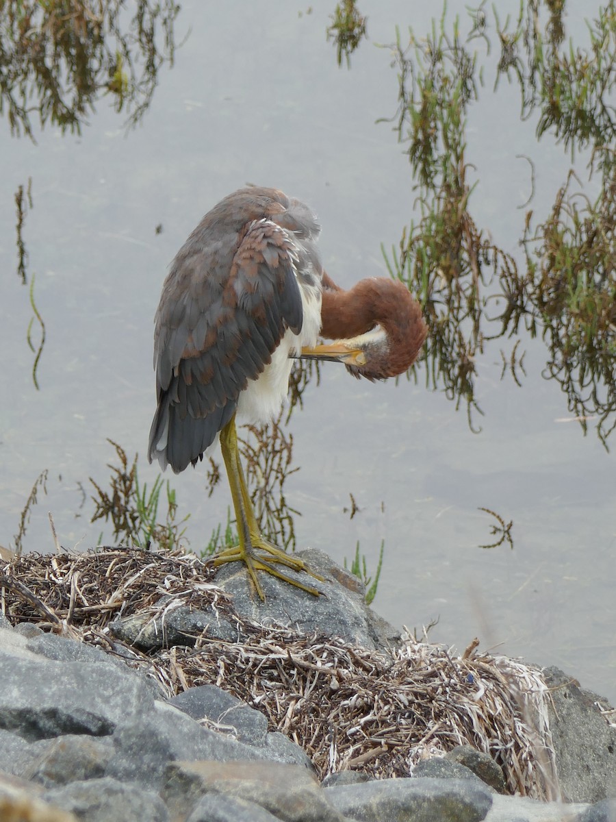 Tricolored Heron - ML644291209