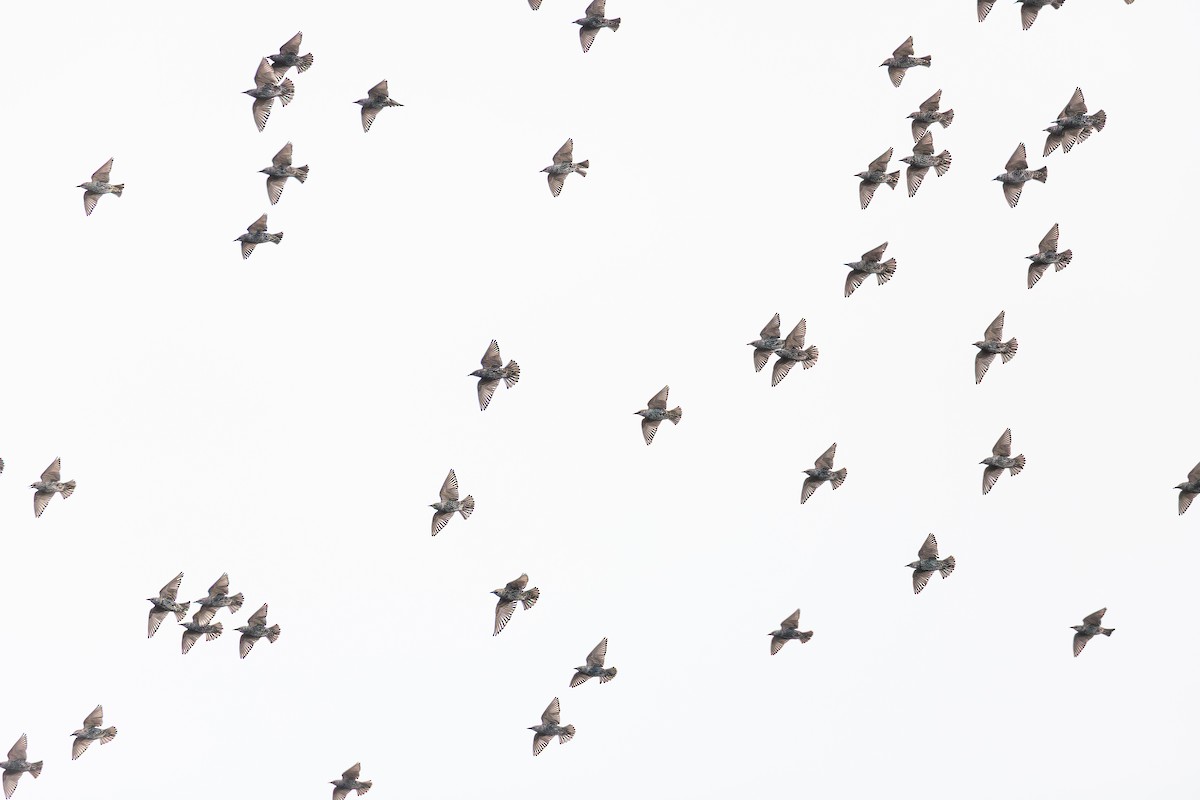 Шпак звичайний - ML644291210