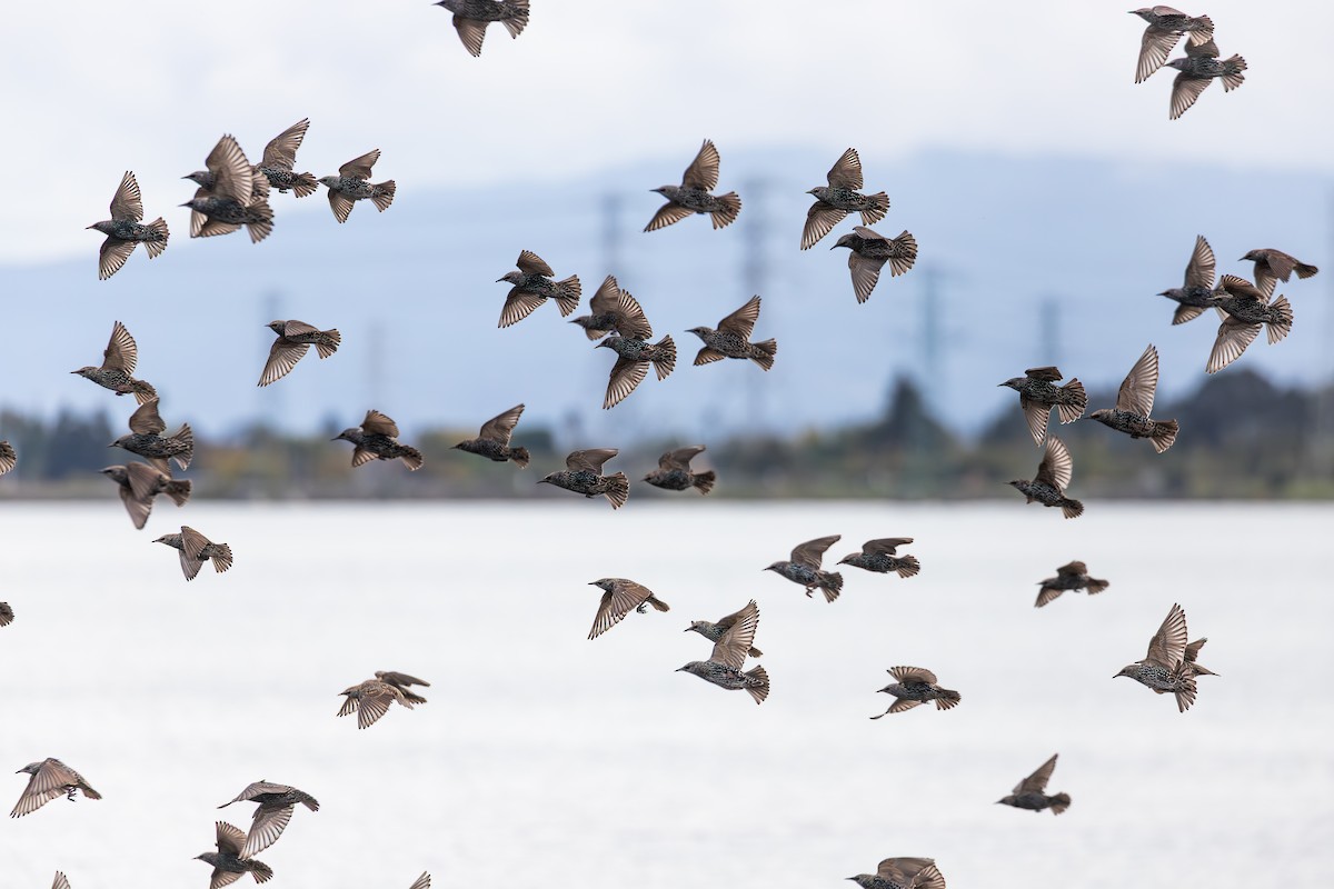 Шпак звичайний - ML644291211