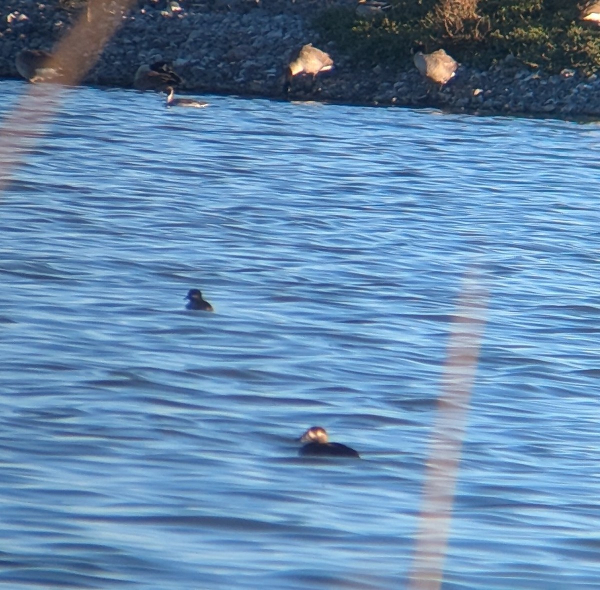 Surf Scoter - ML644291214