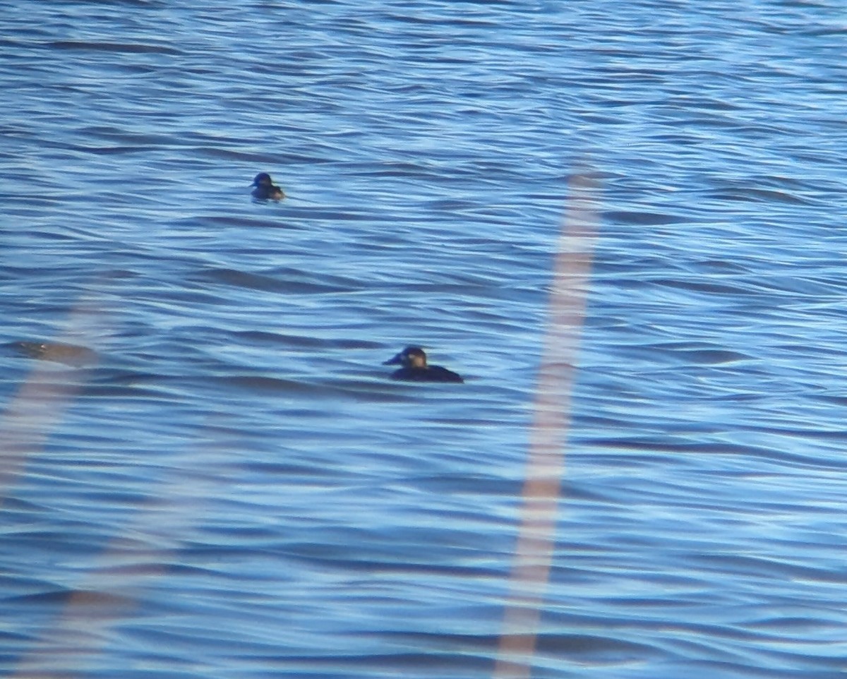 Surf Scoter - ML644291218