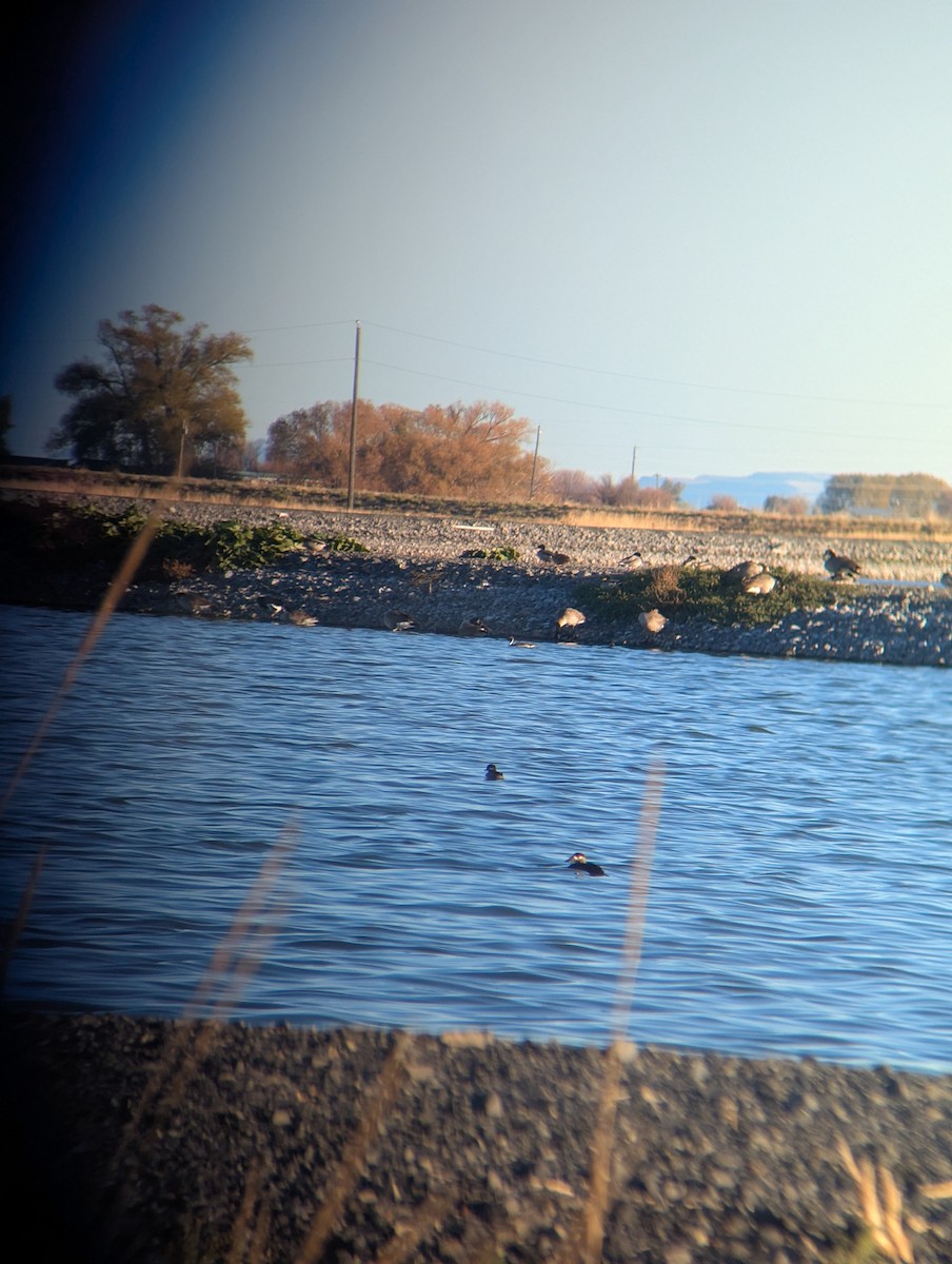 Surf Scoter - ML644291219