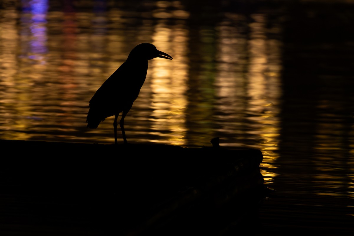 Квак звичайний - ML644291223