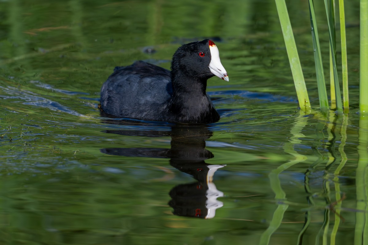 American Coot - ML644291235
