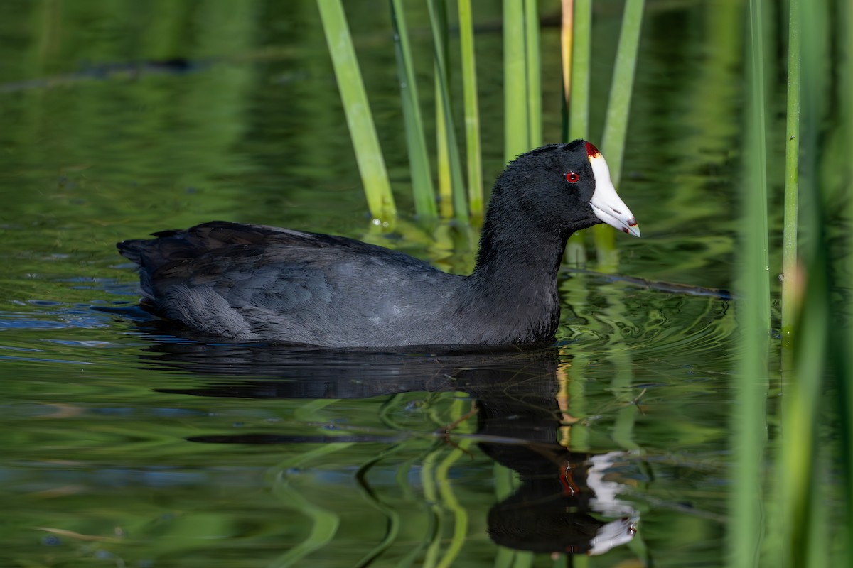 American Coot - ML644291236