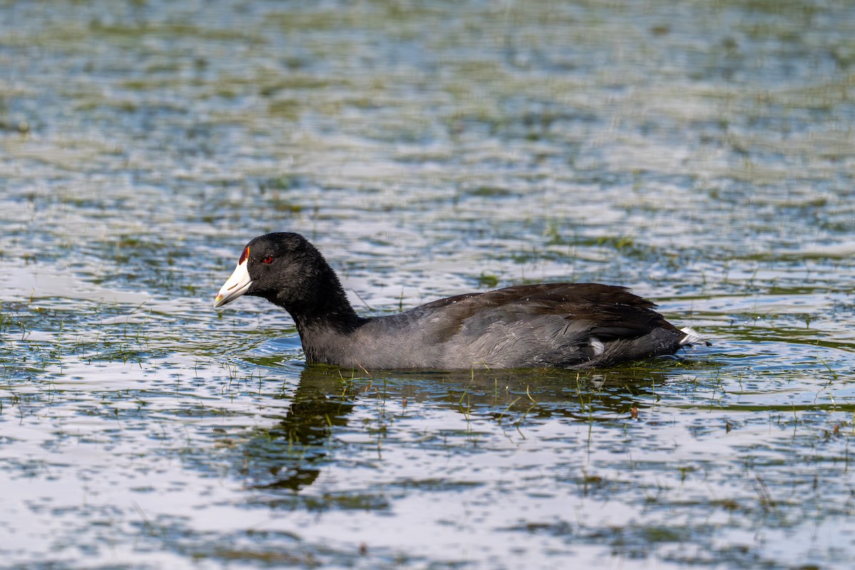 American Coot - ML644291237