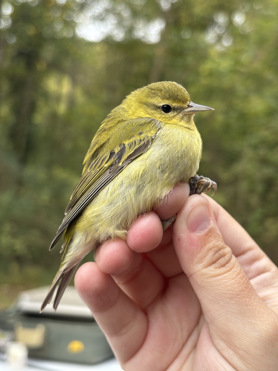 Tennessee Warbler - ML644291250