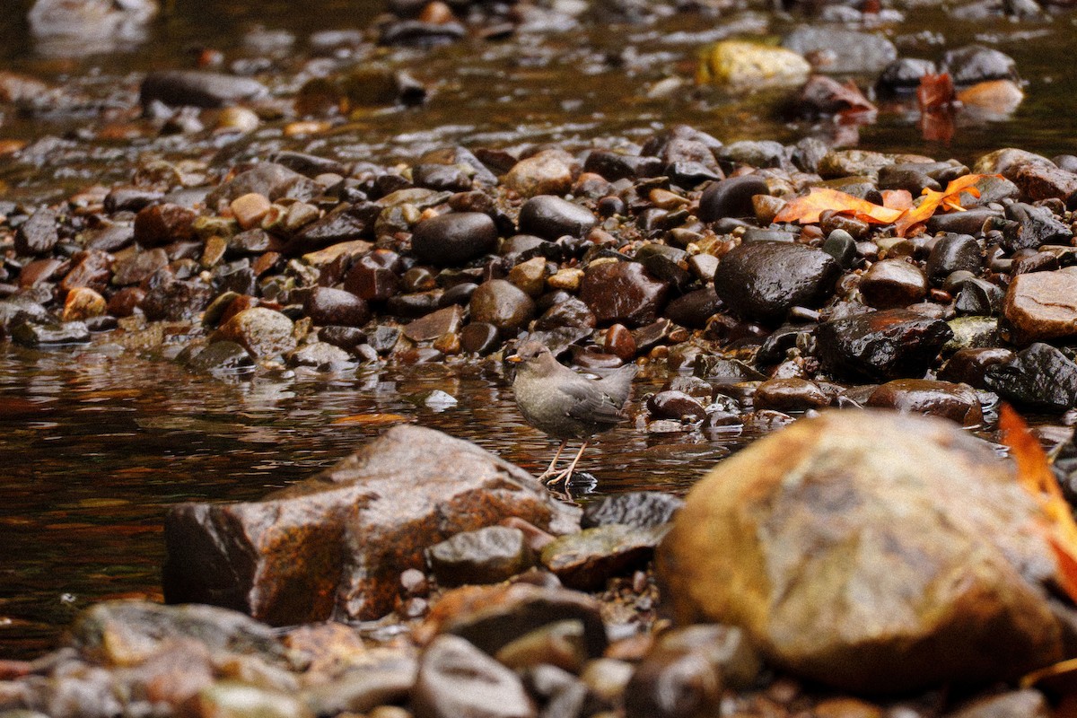 American Dipper - ML644291253