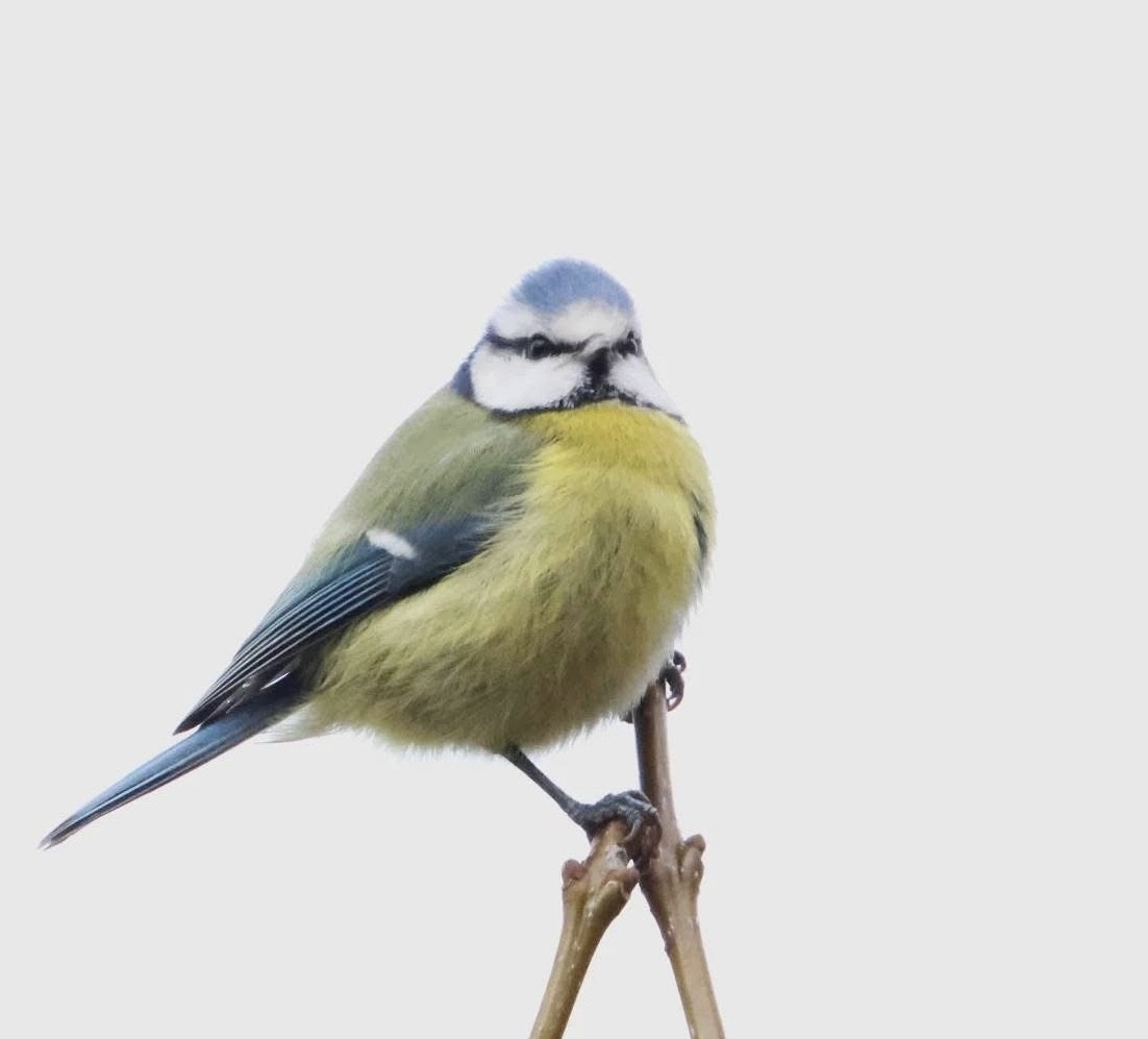 Eurasian Blue Tit - ML644291256