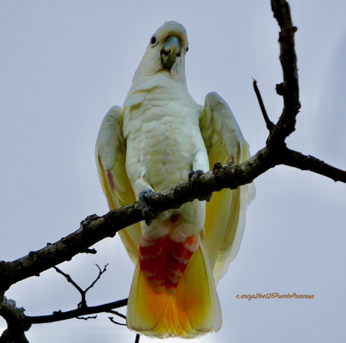 Филиппинский какаду - ML644291274