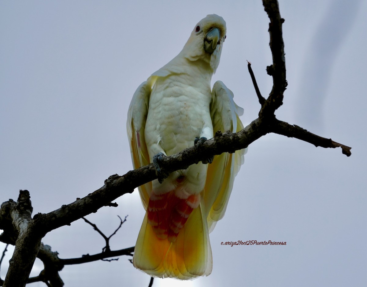 Филиппинский какаду - ML644291289