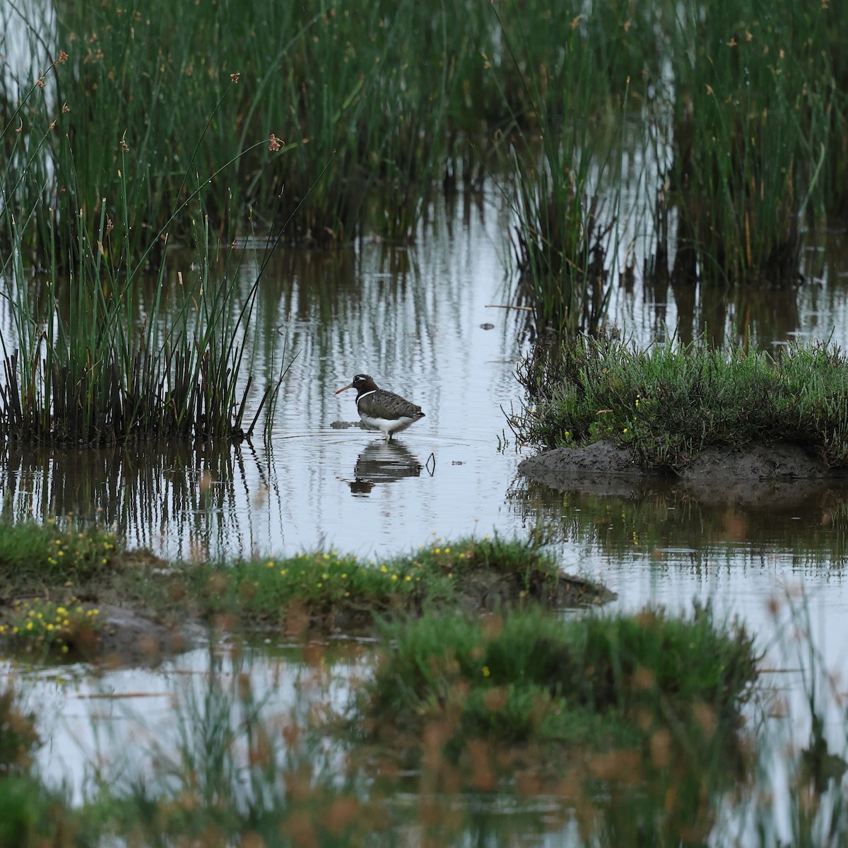 Australian Painted-Snipe - ML644291292