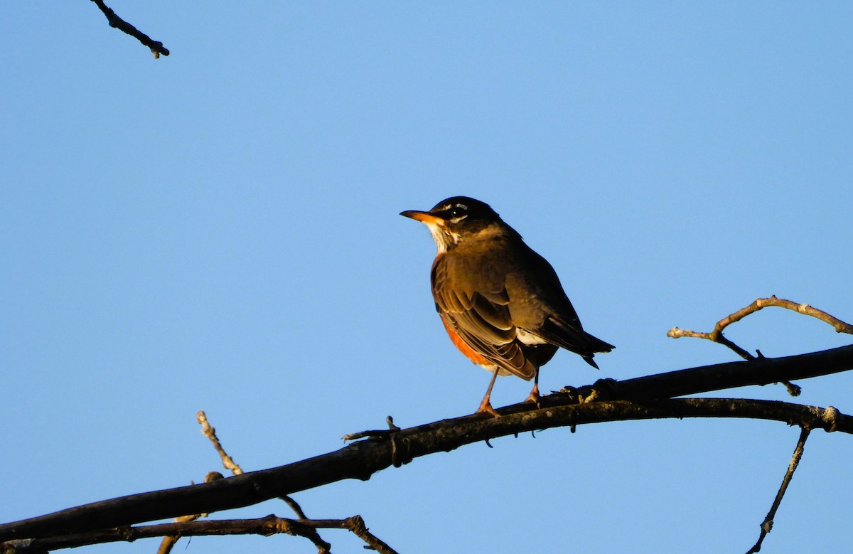 American Robin - ML644291304