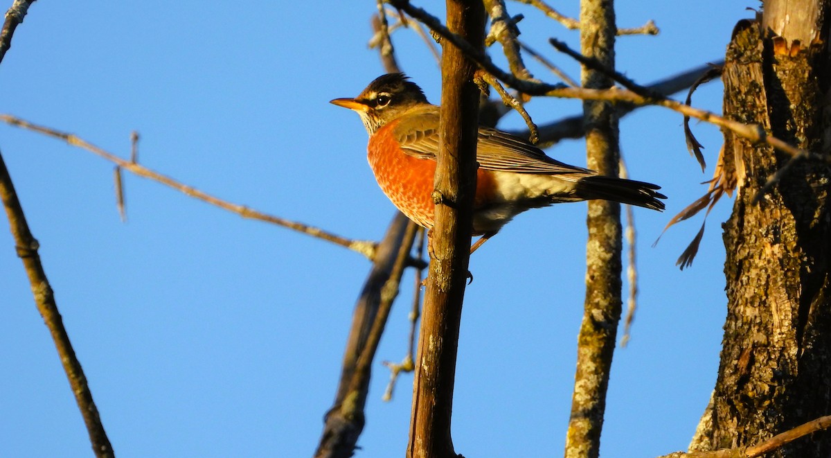 American Robin - ML644291305