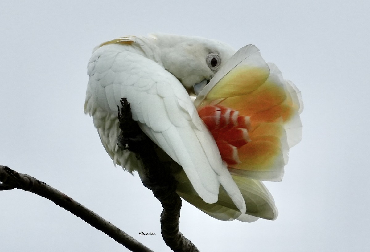 Филиппинский какаду - ML644291318