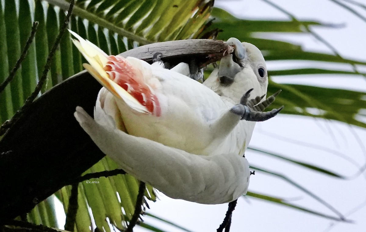 Филиппинский какаду - ML644291319