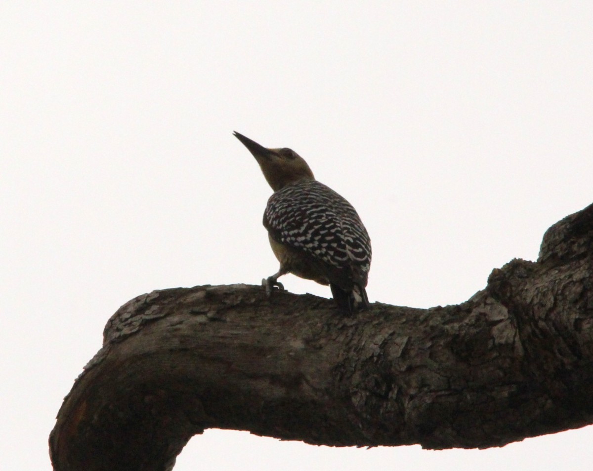 Гіла нікарагуанська - ML644291321