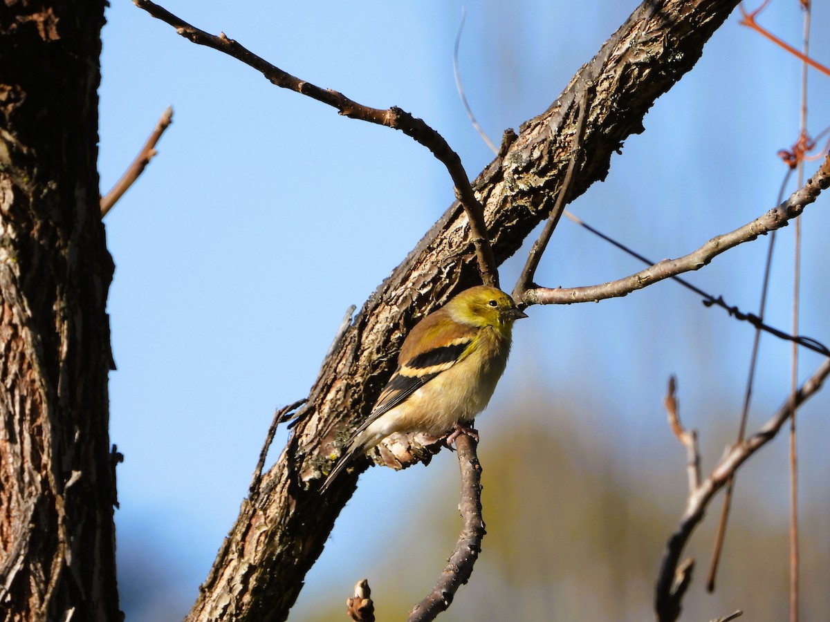 American Goldfinch - ML644291343