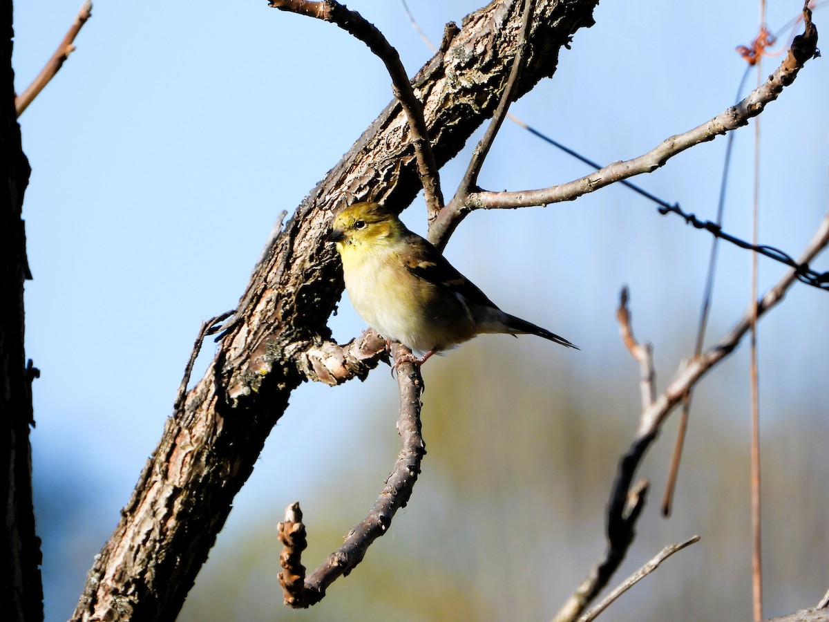 American Goldfinch - ML644291344