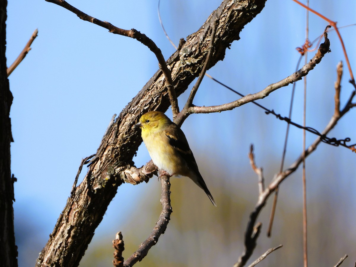 American Goldfinch - ML644291345