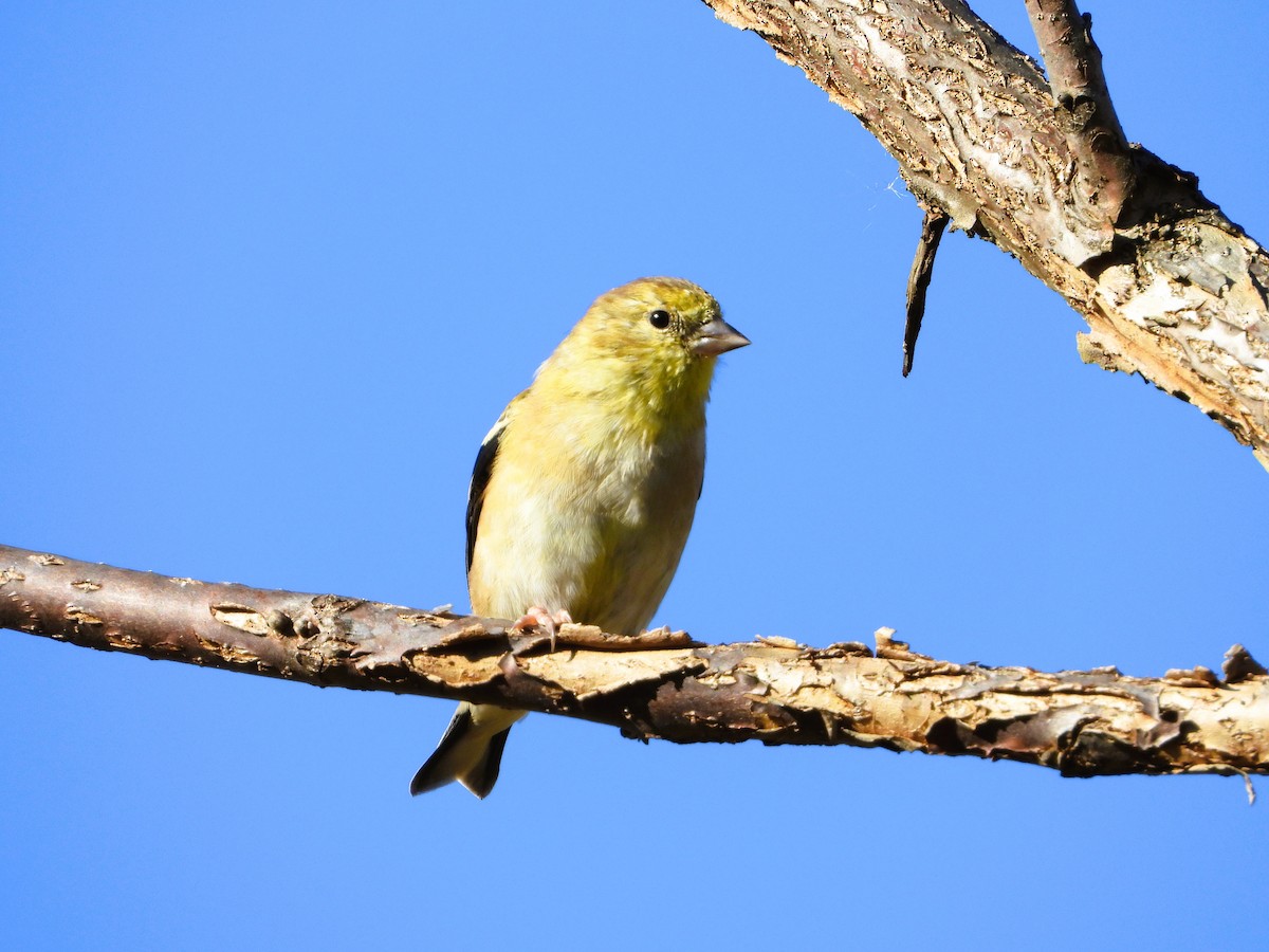 American Goldfinch - ML644291346