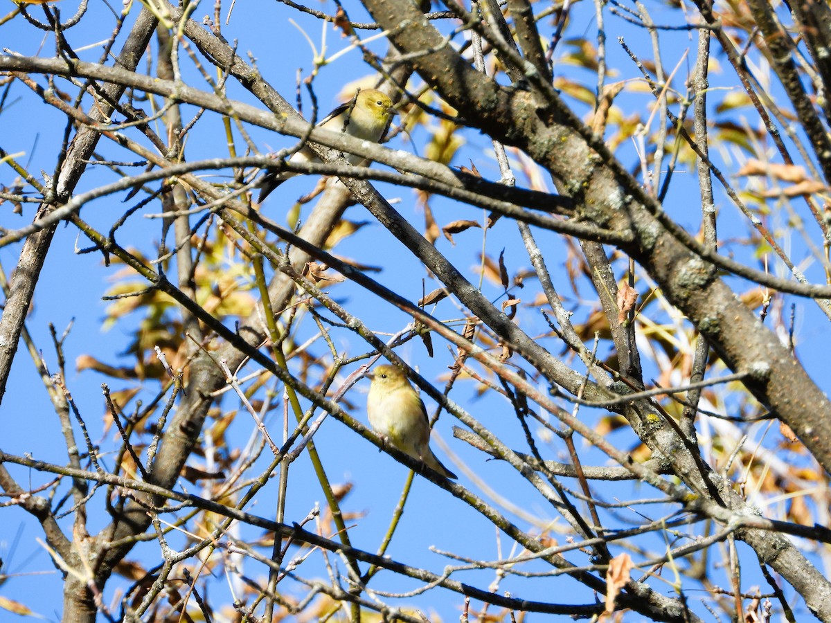 American Goldfinch - ML644291347